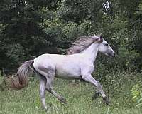 all-around-quarter-horse