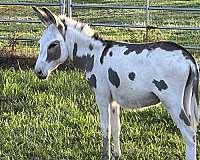 donkey-stallion
