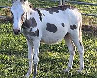 donkey-for-sale