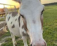 donkey