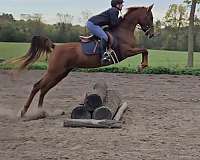 working-equ-saddlebred-horse