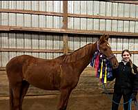 chestnut-working-equ-horse