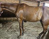 working-equ-mare