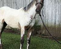 halter-walkaloosa-horse