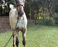 performance-walkaloosa-horse