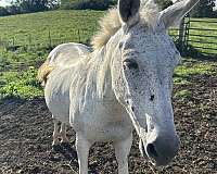 choice-mule