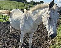 companion-animal-mule