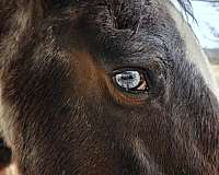 paint-gelding