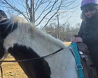 paint-horse-for-sale