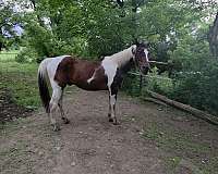 paint-horse