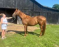 all-around-beginner-broodmare
