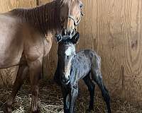 kingmambo-horse