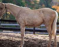 mounted-warmblood-horse
