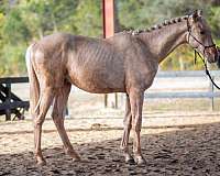 others-available-warmblood-horse