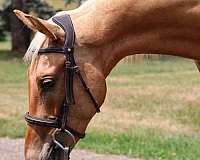 groundwork-warmblood-horse