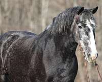 grey-all-around-horse
