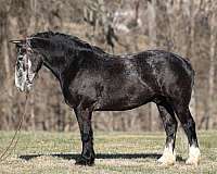 grey-cross-horse