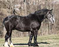 grey-draft-horse