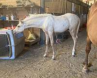 upper-level-prospect-warmblood-horse