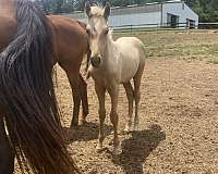 inspected-horse