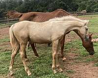lucky-warmblood-horse