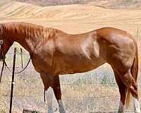 all-around-paint-horse