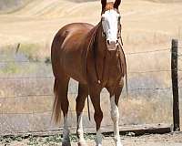 bald-face-horse