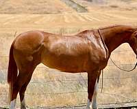 sorrel-overo-bald-face-horse