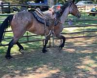 roan-gypsy-vanner-foal