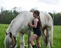 roan-homozygous-tobiano-horse
