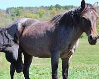 roan-gypsy-vanner-broodmare