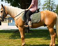 palomino-cross-lesson-pony