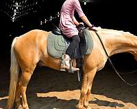 pony-gelding