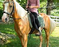 pony-for-sale