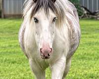 gypsy-vanner-filly