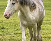 gypsy-vanner-horse-for-sale