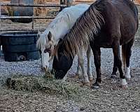 13-hand-gypsy-vanner-horse