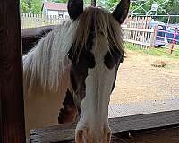 13-hand-gypsy-vanner-filly
