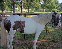 rocky-mountain-filly-stallion