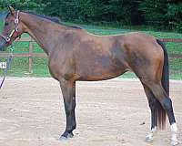 bathe-dutch-warmblood-horse