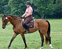 bridges-dutch-warmblood-horse