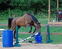 confident-rider-dutch-warmblood-horse