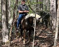 rocky-mountain-mare
