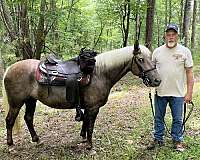 rocky-mountain-horse-for-sale