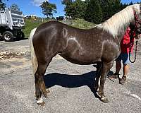rocky-mountain-horse