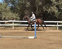 sporth-gelding