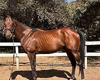 sporth-horse
