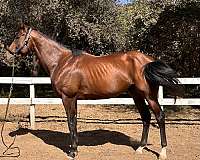 multitalented-thoroughbred-horse