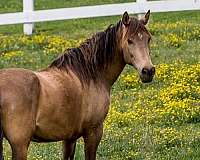 apparent-mustang-horse