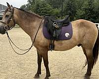 arena-mustang-horse